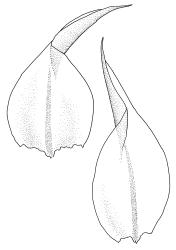Cratoneuropsis relaxa, stem leaves. Drawn from T.W.N. Beckett 471, CHR 621716, C.D. Meurk s.n., 27 Nov. 1970, CHR 481321, and T.W.N. Beckett 507, CHR 621717.
 Image: R.C. Wagstaff © Landcare Research 2014 